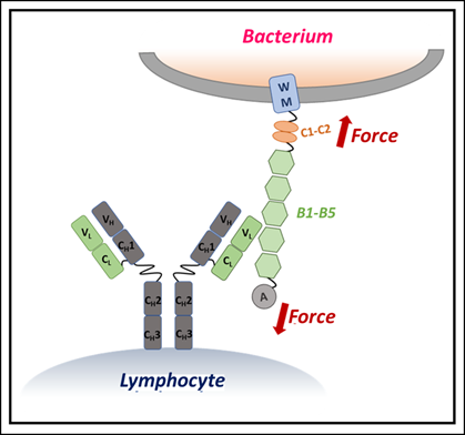 Giant antibody in humans acts like a brace against bacterial toxins